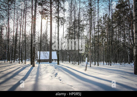 Seul petite hutte dans la forêt Banque D'Images
