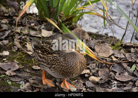 Marche de canard sur Westport rive du lac en hiver jour ,Stoke on Trent, Royaume Uni.Anas platyrhynchos en milieu naturel.Mallard,des feuilles sèches, de l'eau. Banque D'Images