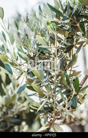 Les feuilles des arbres d'olive espagnole en macro-vision Banque D'Images