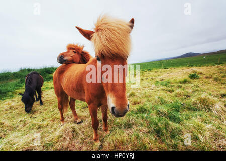 Chevaux Islandais dans les pâturages avec vue sur les montagnes Banque D'Images