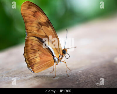 (Dryas iulia Julia Heliconian) Banque D'Images