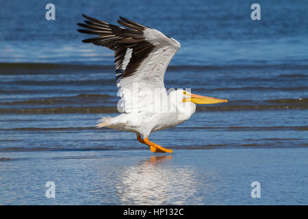 Pélican blanc d'atterrissage sur la plage de Galveston East Banque D'Images