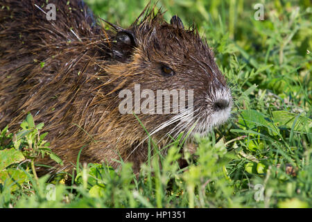 Rat musqué humide à Green grass Banque D'Images