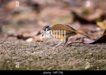 Plus Necklaced Laughingthrush (Garrulax pectoralis) à la recherche de nourriture Banque D'Images