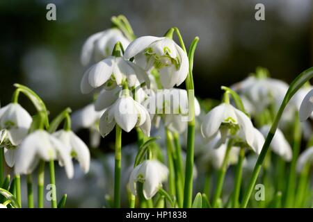 Perce-neige Banque D'Images