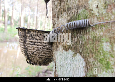 Latex de caoutchouc pour la coupe dans la plantation d'hévéa en Thaïlande Banque D'Images