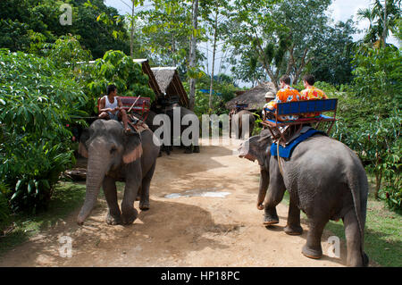 L'équitation d'éléphant dans la forêt d'hévéa. Krabi. La Thaïlande, en Asie. Nature Krabi Elephant Trekking & River Camp. L'elephant camp se trouve à seulement 7 km en voiture Banque D'Images