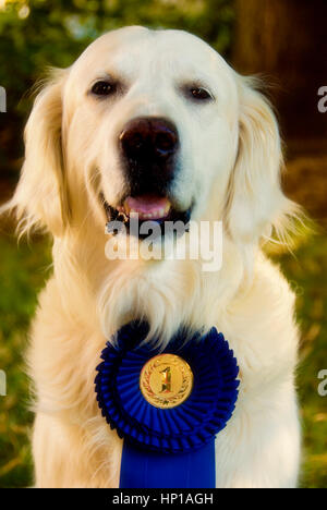 Golden retriever dog avec un ruban et médaille comme Best in show Banque D'Images