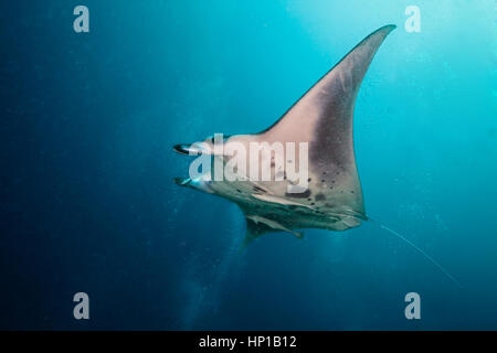 Belle grande Manta Ray flottant dans l'océan bleu profond, de l'océan Indien, les Maldives Banque D'Images