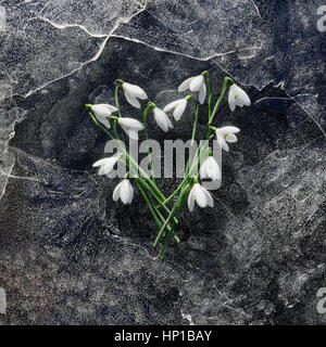 Snowdrop fleurs sur de minces feuilles de glace fissurée Banque D'Images