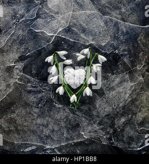 Snopdrop fleurs et coeur de carte pliée sur de minces feuilles de glace fissurée Banque D'Images