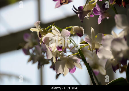 Jardin Botanique de New York, New York USA, 16 février 2017. Fleurs Orchidée dendrobium orchidée à l'assemblée annuelle spectacle au New York Botanical Garden. Susanne maîtres / Alamy News Live Banque D'Images