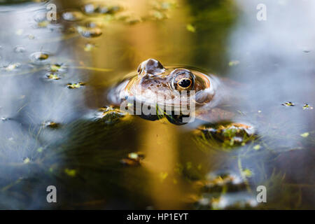 Feb 17, 2017. Météo britannique. Comme la température dans le Royaume-Uni continue d'augmenter, les amphibiens commencent à sortir de l'hibernation. Une grenouille rousse (Rana temporaria) pokes sa tête au-dessus de l'eau dans un étang de jardin dans l'East Sussex, Royaume-Uni. Credit : Ed Brown/Alamy Live News Banque D'Images