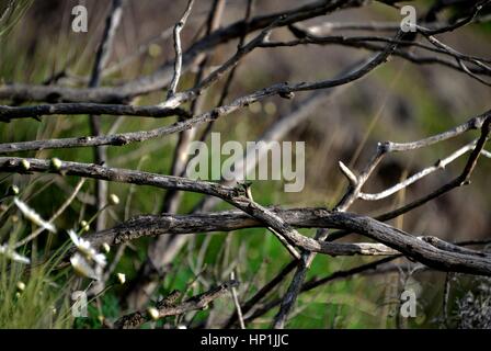 Teneriffa, Espagne. Déc 30, 2016. Des branches sèches d'un arbuste dans la montagne Teno sur l'île canarienne de Tenerife (Espagne), 30 décembre 2016. Utilisation dans le monde entier | Credit : dpa/Alamy Live News Banque D'Images