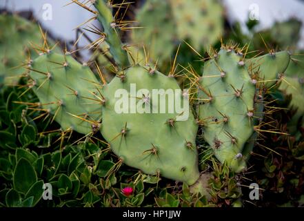 Teneriffa, Espagne. Déc 30, 2016. Cactées (Cactaceae) dans la montagne Teno sur l'île canarienne de Tenerife (Espagne), 30 décembre 2016. Utilisation dans le monde entier | Credit : dpa/Alamy Live News Banque D'Images