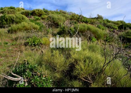 Teneriffa, Espagne. Déc 30, 2016. Diverses espèces d'herbes dans la montagne Teno sur l'île canarienne de Tenerife (Espagne), 30 décembre 2016. Utilisation dans le monde entier | Credit : dpa/Alamy Live News Banque D'Images