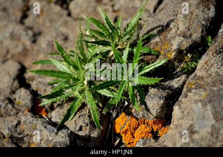 Teneriffa, Espagne. Déc 30, 2016. Les chardons sur des rochers dans la montagne Teno sur l'île canarienne de Tenerife (Espagne), 30 décembre 2016. Utilisation dans le monde entier | Credit : dpa/Alamy Live News Banque D'Images