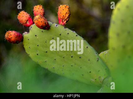 Teneriffa, Espagne. Déc 30, 2016. Le figuier de Barbarie (Opuntia ficus-indica) sur l'île canarienne de Tenerife (Espagne), 30 décembre 2016. Utilisation dans le monde entier | Credit : dpa/Alamy Live News Banque D'Images