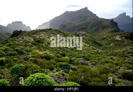 Teneriffa, Espagne. Déc 30, 2016. Paysage de montagne verte dans la montagne Teno dans le nord-ouest de l'île des Canaries Tenerife (Espagne), 30 décembre 2016. Utilisation dans le monde entier | Credit : dpa/Alamy Live News Banque D'Images