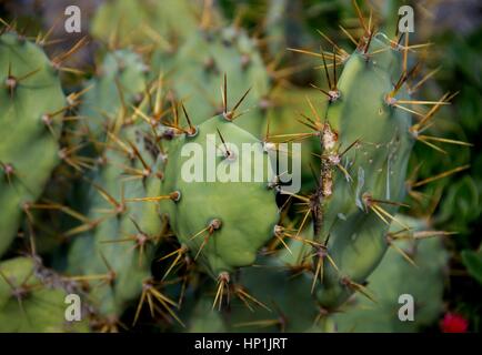 Teneriffa, Espagne. Déc 30, 2016. Cactées (Cactaceae) dans la montagne Teno sur l'île canarienne de Tenerife (Espagne), 30 décembre 2016. Utilisation dans le monde entier | Credit : dpa/Alamy Live News Banque D'Images