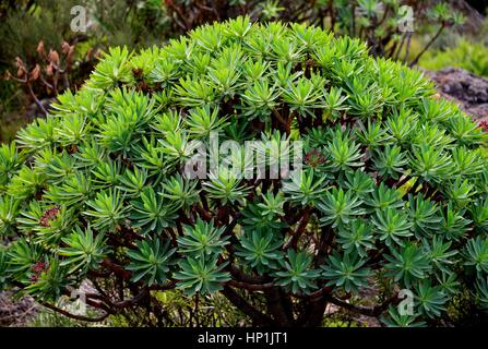 Teneriffa, Espagne. Déc 30, 2016. Un arbuste (Euphorbia balsamifera) dans la montagne Teno sur l'île canarienne de Tenerife (Espagne), 30 décembre 2016. Utilisation dans le monde entier | Credit : dpa/Alamy Live News Banque D'Images