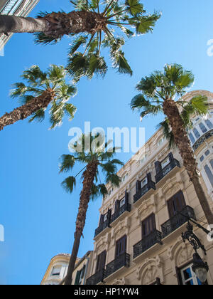 Les bâtiments historiques et les palmiers à Malaga, Andalousie, Espagne Banque D'Images