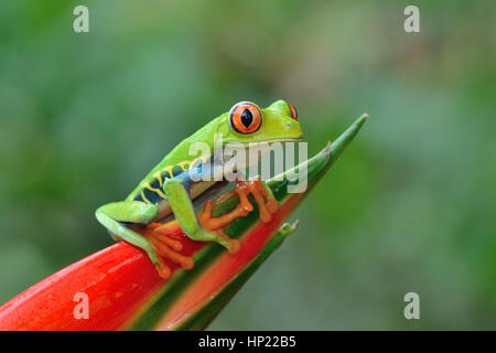 Red-eyed Tree Frog forêt tropicale au Costa Rica Banque D'Images