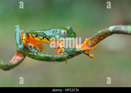 Un splendide rare grenouille feuille au Costa Rica forêt tropicale ombrophile Banque D'Images