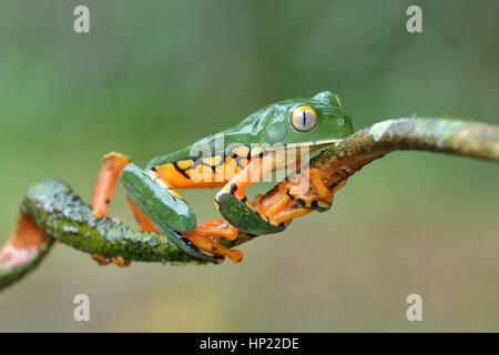 Un splendide rare grenouille feuille au Costa Rica forêt tropicale ombrophile Banque D'Images