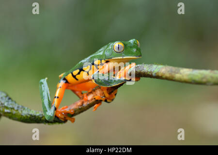 Un splendide rare grenouille feuille au Costa Rica forêt tropicale ombrophile Banque D'Images