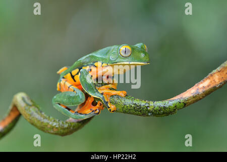 Un splendide rare grenouille feuille au Costa Rica forêt tropicale ombrophile Banque D'Images