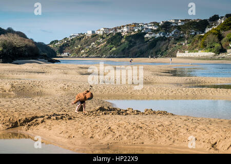 Un jeune garçon à creuser dans le sable à marée basse sur l'estuaire Gannel. Newquay, Cornwall, UK. Banque D'Images