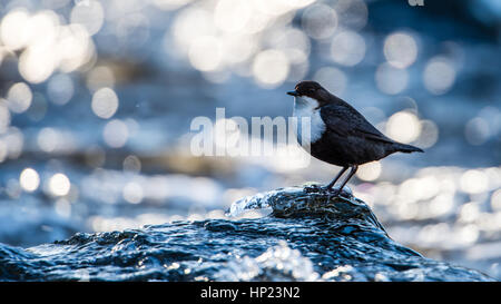 La White-throated Dipper (Cinclus cinclus) ou juste le balancier, est une espèce d'oiseau aquatique la chasse sur un vitrage glace rock dans le flux avec un beau bokeh Banque D'Images