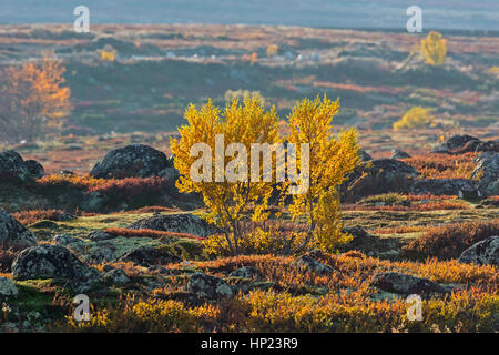 Bouleaux blancs européens / bouleau pubescent / moor bouleau (Betula pubescens / Betula alba) dans la toundra à l'automne, le Parc National de Rondane, Dovre, Norvège Banque D'Images