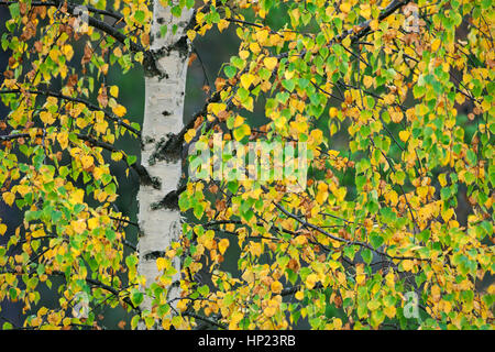 Bouleau blanc européen / bouleau pubescent / moor bouleau (Betula pubescens / Betula alba) close up of white tronc et feuilles en couleurs d'automne Banque D'Images