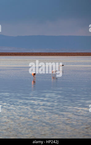 Coucher de soleil, Laguna Chasa, à l'Atacama Salt Flat, désert d'Atacama, Región de Antofagasta, Chili Banque D'Images