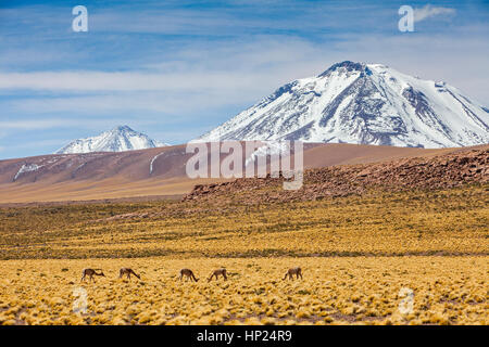 Vicuna, (Vicugna vicugna), à Altiplano, Puna, en arrière-plan Andes, route vers l'Argentine par Paso Sico, près de Socaire, désert d'Atacama. Région de Banque D'Images