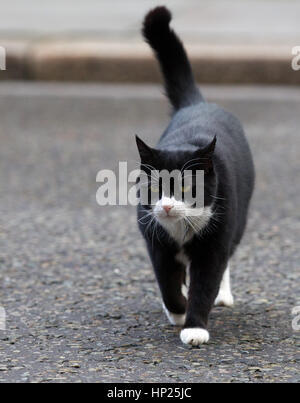 Foreign & Commonwealth Office Cat et chef de Mouser Palmerston vu par Downing Street Banque D'Images