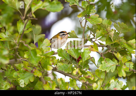 FIRECREST (Regulus ignicapilla) 1 de 3 photos, entre les baies d'AUBÉPINE SUR LA CÔTE DU LINCOLNSHIRE PENDANT LA MIGRATION D'AUTOMNE. Banque D'Images