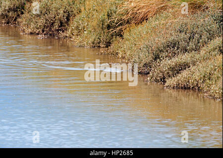 Mulet (Mugil cephalus) LA CHASSE POUR LES CREVETTES ET LES PETITS POISSONS SUR LES MARGES D'un marais salant CREEK TYPIQUE LAISSANT ONDULATIONS SUR LA SURFACE DE L'EAU. Banque D'Images