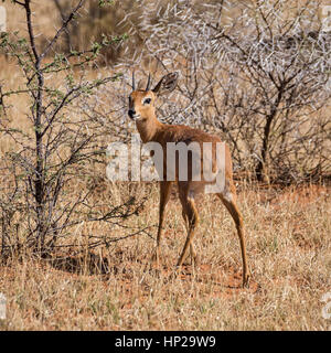 Un Steenbok mâle dans le sud de la savane africaine Banque D'Images