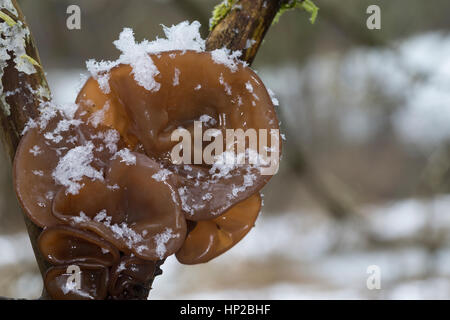 Ohrlappenpilz Holunderschwamm Judasohr,,, Judas-Ohr Ohrlappen-Pilz Holunder-Schwamm,,, Holunderpilz, Mu-Err, Auricularia auricula-judae, Hirneola auri Banque D'Images