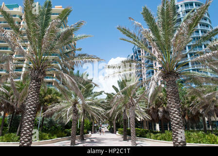 L'allée de palmiers dans le district de Miami Beach (Florida). Banque D'Images