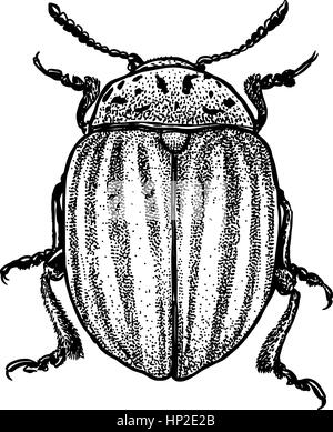 Colorado beetle illustration, gravure, dessin, encre Illustration de Vecteur