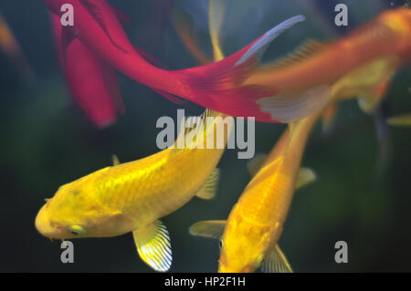 Poissons exotiques colorées dans l'étang du poisson d'un jardin ornemental Banque D'Images