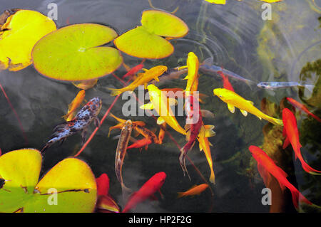 Poissons exotiques colorées dans l'étang du poisson d'un jardin ornemental Banque D'Images