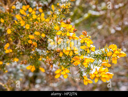 Floraison jaune ajonc d'hiver dans la neige Banque D'Images