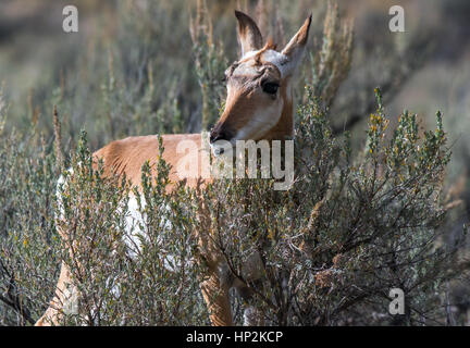 Une jolie Antilope d'Armoise sur pâturage Banque D'Images