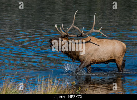 Un énorme Bull Elk brames dans un lac pendant le rut d'automne Banque D'Images