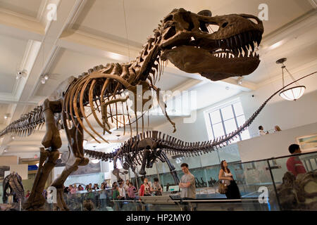 Musée américain d'Histoire naturelle, AMNH. Hall des dinosaures saurischiens, New York, États-Unis Banque D'Images